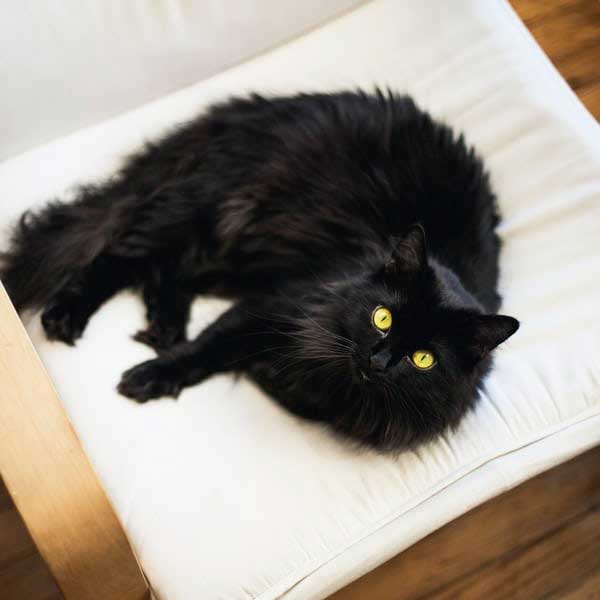 black-cat| secret thoughts